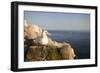 Gannet (Morus Bassanus) on Nest on Cliff. June 2010-Peter Cairns-Framed Photographic Print