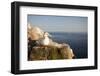 Gannet (Morus Bassanus) on Nest on Cliff. June 2010-Peter Cairns-Framed Photographic Print