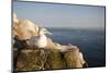 Gannet (Morus Bassanus) on Nest on Cliff. June 2010-Peter Cairns-Mounted Photographic Print