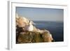 Gannet (Morus Bassanus) on Nest on Cliff. June 2010-Peter Cairns-Framed Photographic Print