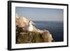 Gannet (Morus Bassanus) on Nest on Cliff. June 2010-Peter Cairns-Framed Photographic Print