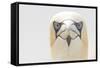 Gannet (Morus Bassanus) Portrait, Bass Rock, Firth of Forth, Scotland, UK, June-Peter Cairns-Framed Stretched Canvas