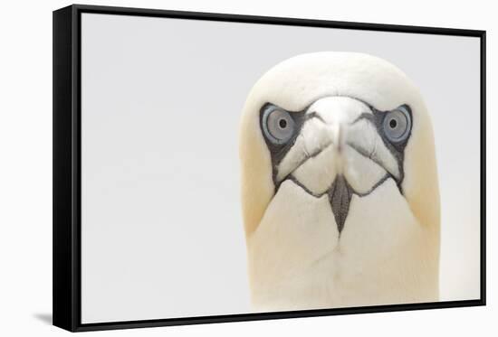 Gannet (Morus Bassanus) Portrait, Bass Rock, Firth of Forth, Scotland, UK, June-Peter Cairns-Framed Stretched Canvas