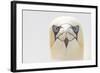 Gannet (Morus Bassanus) Portrait, Bass Rock, Firth of Forth, Scotland, UK, June-Peter Cairns-Framed Photographic Print