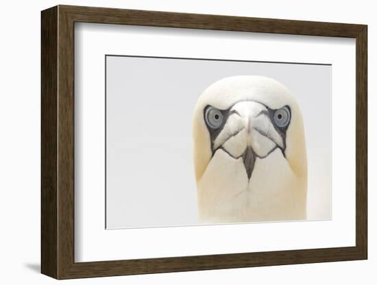 Gannet (Morus Bassanus) Portrait, Bass Rock, Firth of Forth, Scotland, UK, June-Peter Cairns-Framed Photographic Print