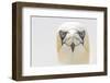 Gannet (Morus Bassanus) Portrait, Bass Rock, Firth of Forth, Scotland, UK, June-Peter Cairns-Framed Photographic Print