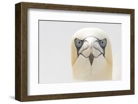 Gannet (Morus Bassanus) Portrait, Bass Rock, Firth of Forth, Scotland, UK, June-Peter Cairns-Framed Photographic Print