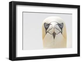 Gannet (Morus Bassanus) Portrait, Bass Rock, Firth of Forth, Scotland, UK, June-Peter Cairns-Framed Photographic Print