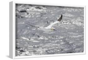 Gannet, Morus bassanus-olbor-Framed Photographic Print