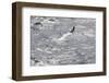 Gannet, Morus bassanus-olbor-Framed Photographic Print