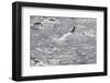 Gannet, Morus bassanus-olbor-Framed Photographic Print