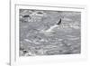 Gannet, Morus bassanus-olbor-Framed Photographic Print