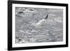 Gannet, Morus bassanus-olbor-Framed Photographic Print