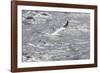 Gannet, Morus bassanus-olbor-Framed Photographic Print