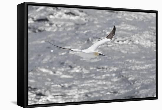 Gannet, Morus bassanus-olbor-Framed Stretched Canvas