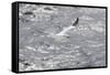 Gannet, Morus bassanus-olbor-Framed Stretched Canvas