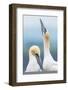 Gannet pair (Morus bassanus), one skypointing (raising their beaks) whilst courting, Scotland, Unit-Matthew Cattell-Framed Photographic Print