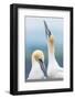 Gannet pair (Morus bassanus), one skypointing (raising their beaks) whilst courting, Scotland, Unit-Matthew Cattell-Framed Photographic Print