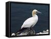 Gannet Perched on Rock, Bass Rock, East Lothian, Scotland, United Kingdom-Roy Rainford-Framed Stretched Canvas