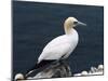 Gannet Perched on Rock, Bass Rock, East Lothian, Scotland, United Kingdom-Roy Rainford-Mounted Photographic Print