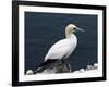 Gannet Perched on Rock, Bass Rock, East Lothian, Scotland, United Kingdom-Roy Rainford-Framed Photographic Print