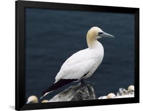 Gannet Perched on Rock, Bass Rock, East Lothian, Scotland, United Kingdom-Roy Rainford-Framed Photographic Print