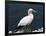 Gannet Perched on Rock, Bass Rock, East Lothian, Scotland, United Kingdom-Roy Rainford-Framed Photographic Print