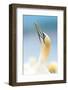 Gannet portrait, profile of a gannet (Morus bassanus) with its beak held high, Scotland, United Kin-Matthew Cattell-Framed Photographic Print