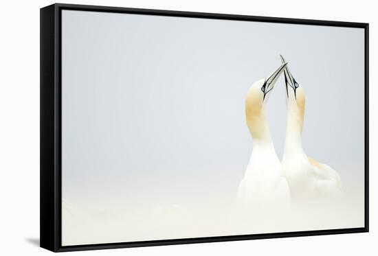 Gannets displaying, Great Saltee, County Wexford, Ireland-Danny Green-Framed Stretched Canvas