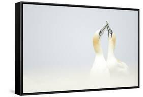 Gannets displaying, Great Saltee, County Wexford, Ireland-Danny Green-Framed Stretched Canvas