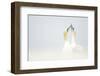 Gannets displaying, Great Saltee, County Wexford, Ireland-Danny Green-Framed Photographic Print