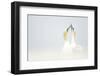 Gannets displaying, Great Saltee, County Wexford, Ireland-Danny Green-Framed Photographic Print