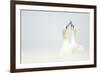 Gannets displaying, Great Saltee, County Wexford, Ireland-Danny Green-Framed Photographic Print