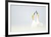 Gannets displaying, Great Saltee, County Wexford, Ireland-Danny Green-Framed Photographic Print