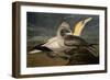 Gannets from "Birds of America"-John James Audubon-Framed Giclee Print