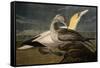 Gannets from "Birds of America"-John James Audubon-Framed Stretched Canvas