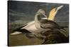 Gannets from "Birds of America"-John James Audubon-Stretched Canvas