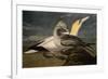 Gannets from "Birds of America"-John James Audubon-Framed Giclee Print