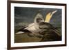 Gannets from "Birds of America"-John James Audubon-Framed Giclee Print