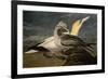 Gannets from "Birds of America"-John James Audubon-Framed Giclee Print