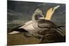 Gannets from "Birds of America"-John James Audubon-Mounted Giclee Print