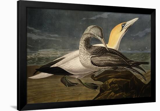 Gannets from "Birds of America"-John James Audubon-Framed Giclee Print