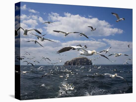 Gannets in Flight, Following Fishing Boat Off Bass Rock, Firth of Forth, Scotland-Toon Ann & Steve-Stretched Canvas