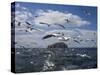 Gannets in Flight, Following Fishing Boat Off Bass Rock, Firth of Forth, Scotland-Toon Ann & Steve-Stretched Canvas