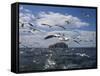 Gannets in Flight, Following Fishing Boat Off Bass Rock, Firth of Forth, Scotland-Toon Ann & Steve-Framed Stretched Canvas