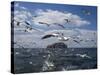 Gannets in Flight, Following Fishing Boat Off Bass Rock, Firth of Forth, Scotland-Toon Ann & Steve-Stretched Canvas