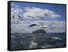 Gannets in Flight, Following Fishing Boat Off Bass Rock, Firth of Forth, Scotland-Toon Ann & Steve-Framed Stretched Canvas