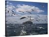 Gannets in Flight, Following Fishing Boat Off Bass Rock, Firth of Forth, Scotland-Toon Ann & Steve-Stretched Canvas