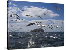 Gannets in Flight, Following Fishing Boat Off Bass Rock, Firth of Forth, Scotland-Toon Ann & Steve-Stretched Canvas