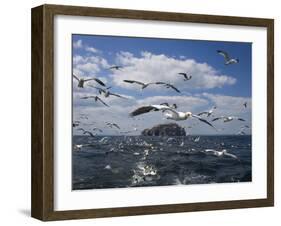 Gannets in Flight, Following Fishing Boat Off Bass Rock, Firth of Forth, Scotland-Toon Ann & Steve-Framed Photographic Print